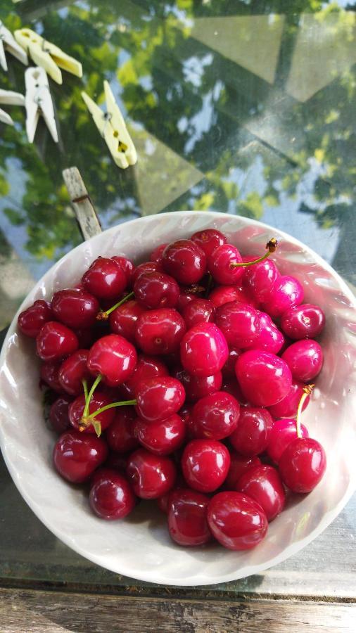 Irina Guest House Soko Banja Ngoại thất bức ảnh
